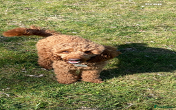 Cockapoo dogs for sale: F1 cockapoos parents dna health tested - Image 11