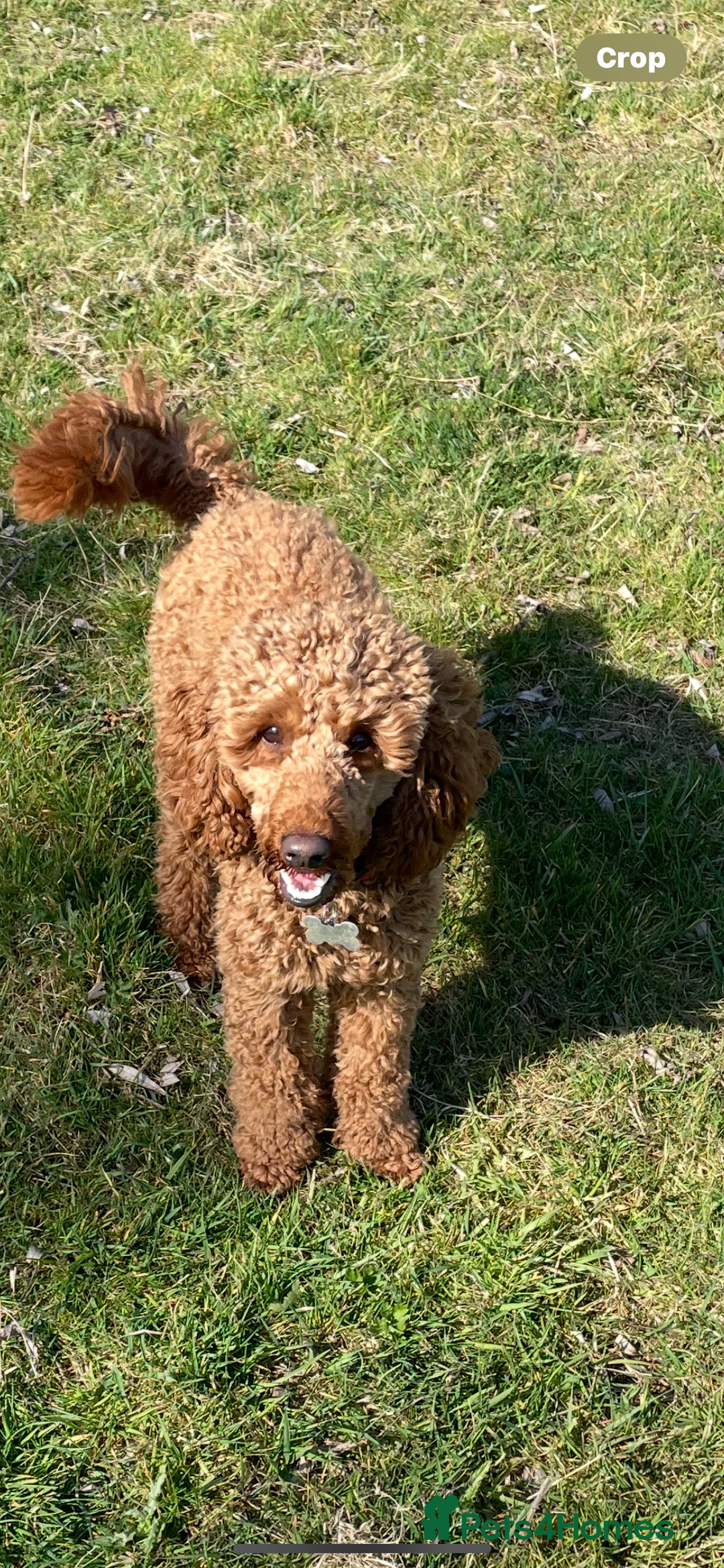 Cockapoo dogs for sale: F1 cockapoos parents dna health tested - Image 11