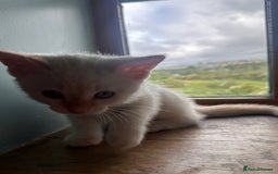 Mixed Breed cats for sale: Male Kitten for sale!  - Image 5