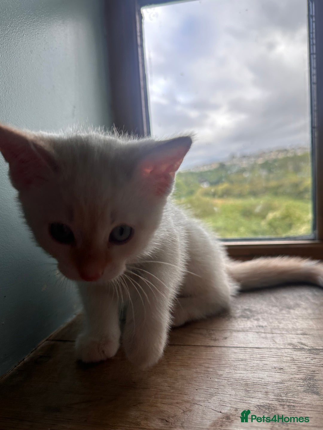 Mixed Breed cats for sale: Male Kitten for sale!  - Image 5