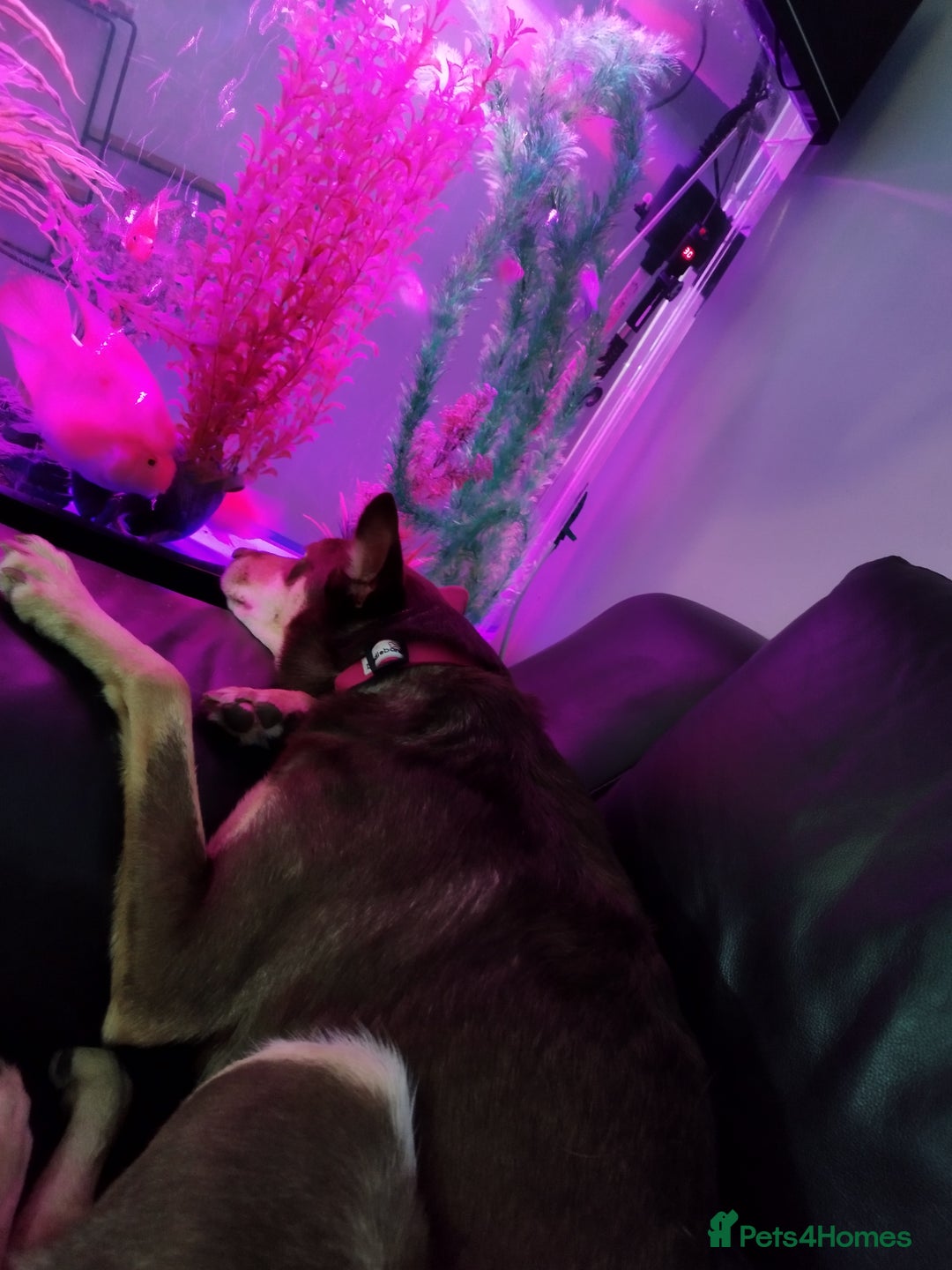 Australian Kelpie dogs for sale: 3 year old Australian kelpie  - Image 3
