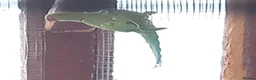 Ringnecks birds for sale: Green Indian ringneck parakeets £150 each in Sandbach - Advert 4