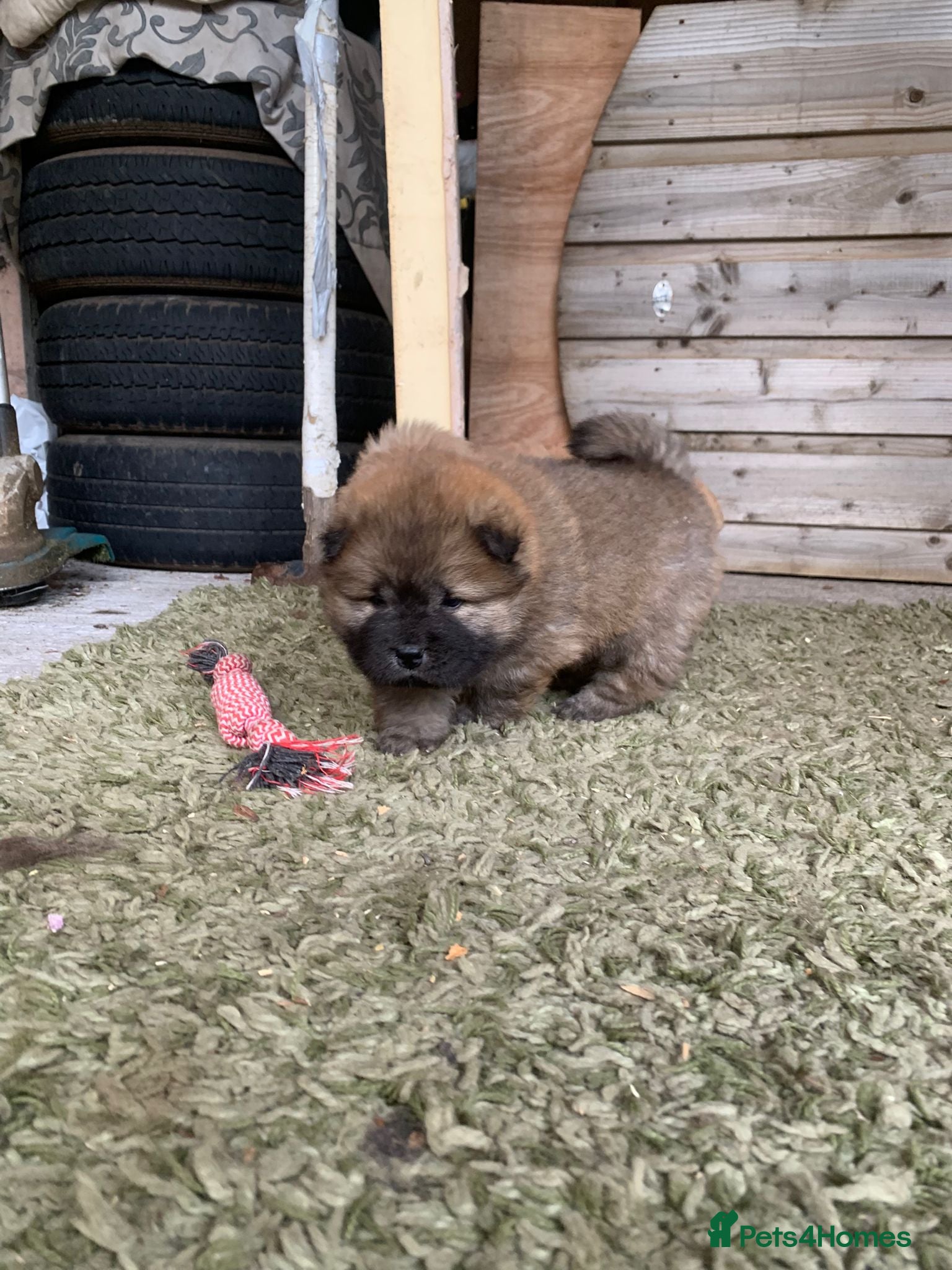 Chow Chow dogs for sale: Choclate/lilac Chow chow puppies - Advert 11