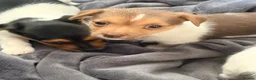 Jack Russell dogs for sale: Super Jack Russell puppies - Advert 14