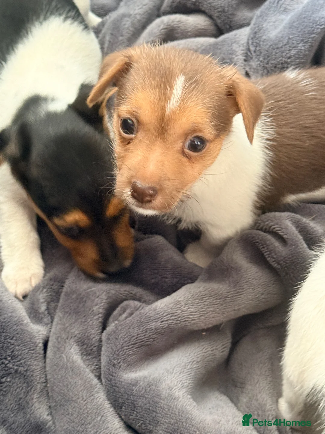 Jack Russell dogs for sale: Super Jack Russell puppies - Advert 14