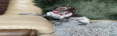 German Shorthaired Pointer 1