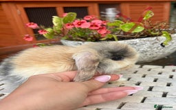 Mini Lop rabbits for sale: Stunning Mini Lop Bunnies🤍🌾 - Image 5