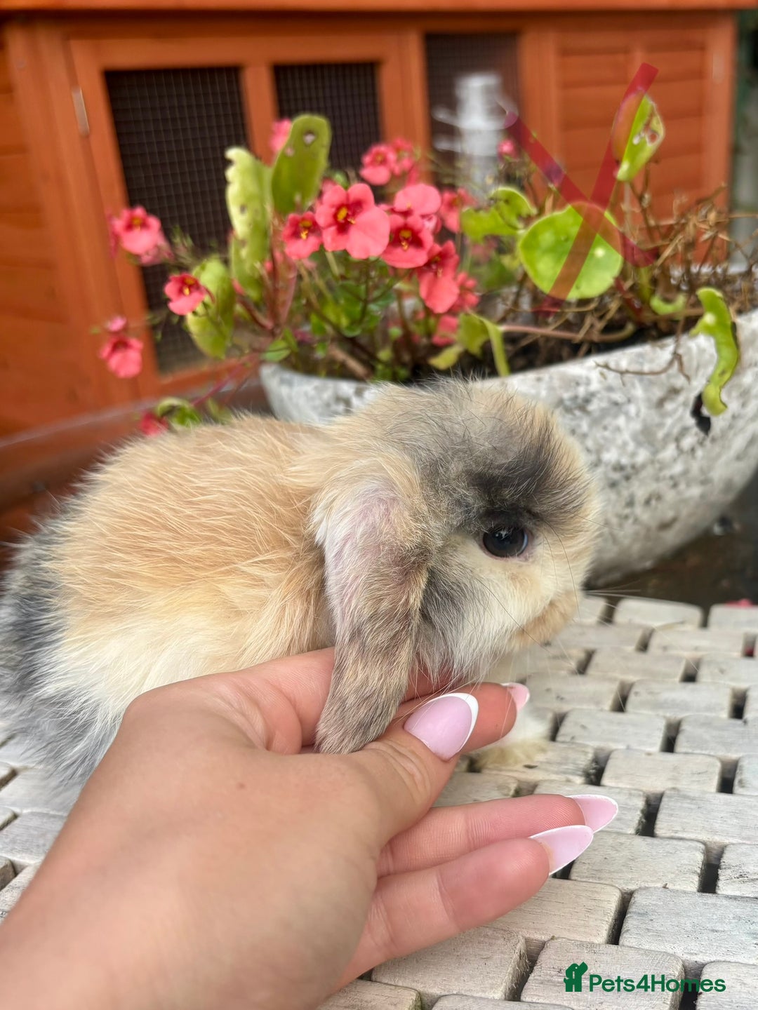Mini Lop rabbits for sale: Stunning Mini Lop Bunnies🤍🌾 - Image 5
