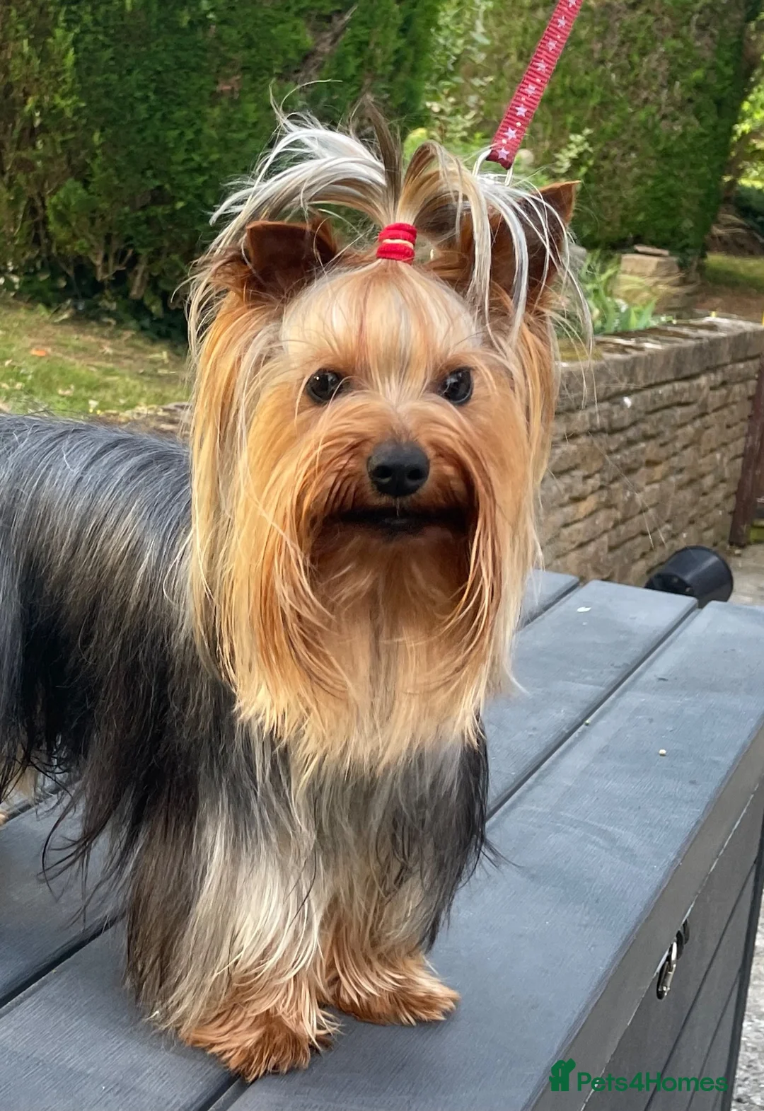 Yorkshire Terrier dogs for sale: 19 month RKC registered Yorkshire Terrier in Yeovil - Advert 2