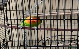 Lovebirds birds for sale: Reeta - Image 5