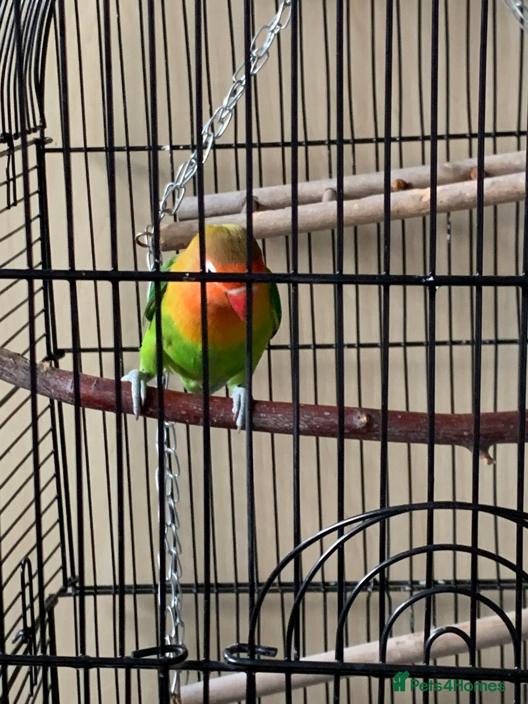 Lovebirds birds for sale: Reeta - Image 5