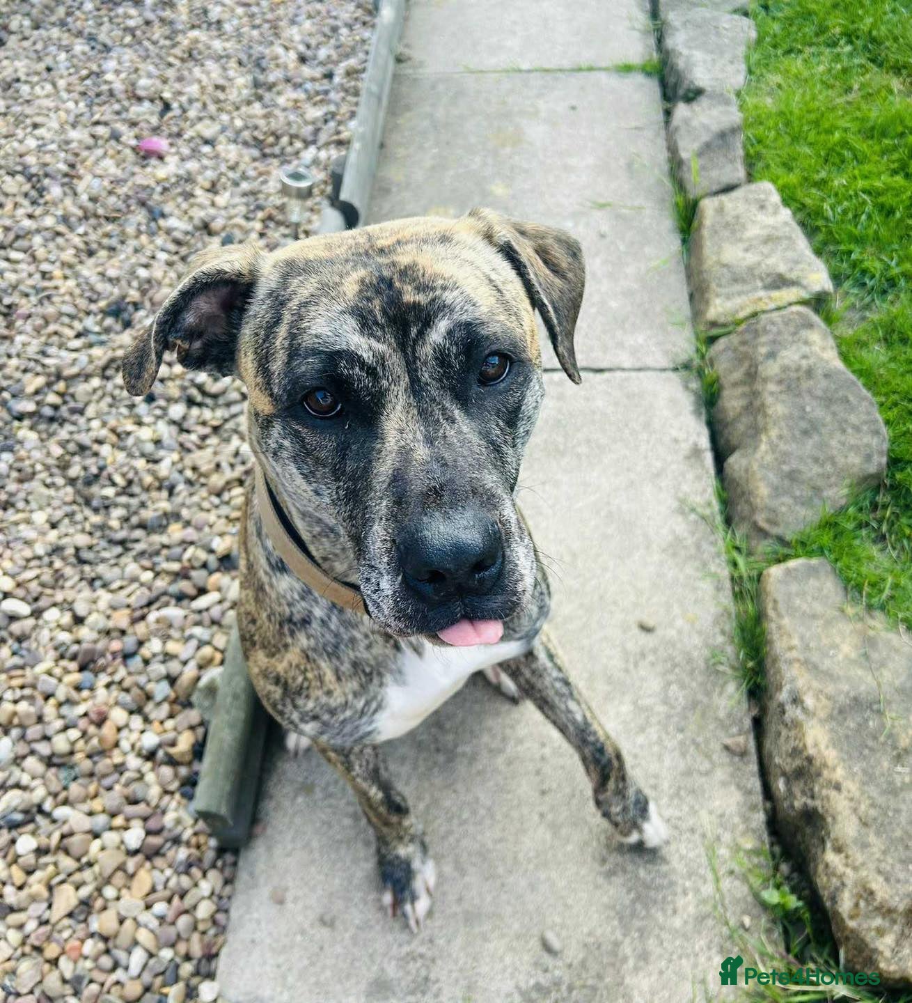 Presa Canario dogs Lilly – Loyal, Smart Presa Cross Needs Space in Pontefract - Advert 1