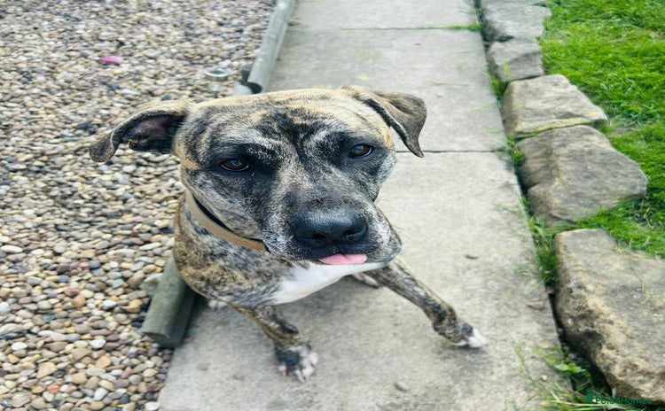 Presa Canario dogs Lilly – Loyal, Smart Presa Cross Needs Space in Pontefract - Advert 14