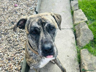 Presa Canario dogs in Pontefract - Advert 39