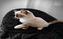 Ragdoll cats for sale: GRAND Champion European Line kittens.FULL PEDIGREE - Image 15