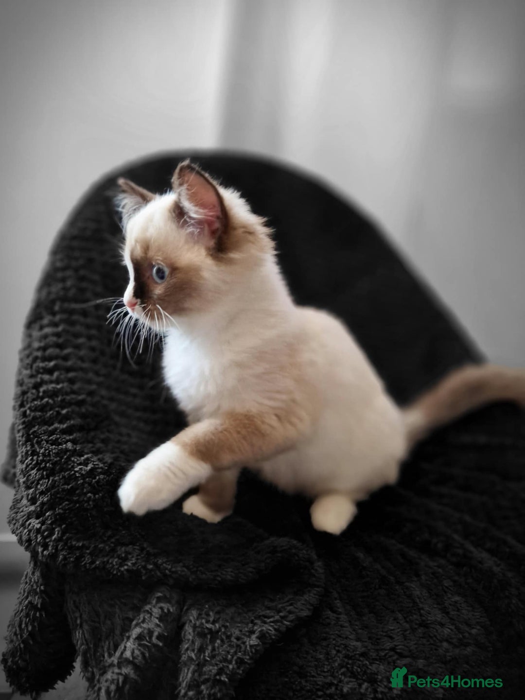 Ragdoll cats for sale: GRAND Champion European Line kittens.FULL PEDIGREE - Image 15