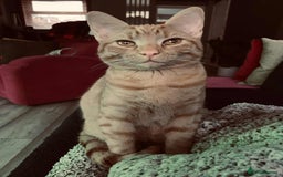 Aegean cats for sale: Aegean Kittens are looking for new home - Image 13