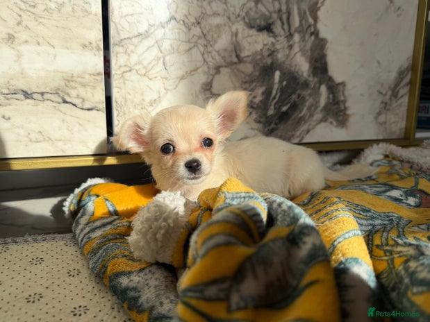 Chihuahua dogs - Advert 4