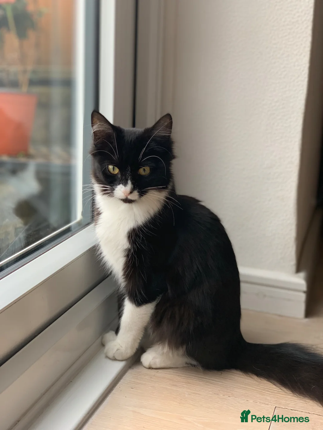 Mixed Breed cats for sale: Kittens available now  - Advert 2