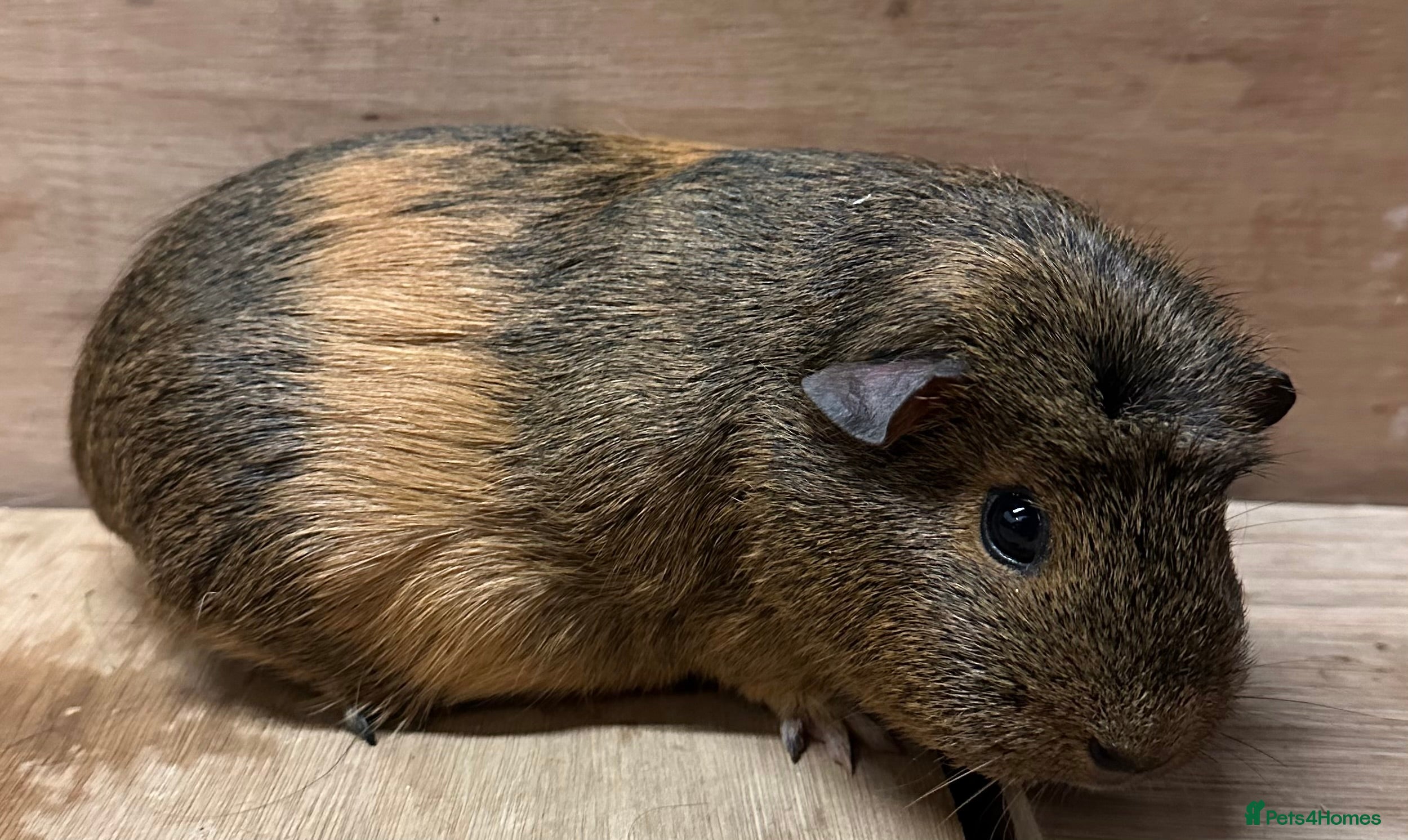 Guinea Pig rodents Sows and boars available  - Advert 1