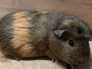 Guinea Pig rodents Sows and boars available - Advert 1