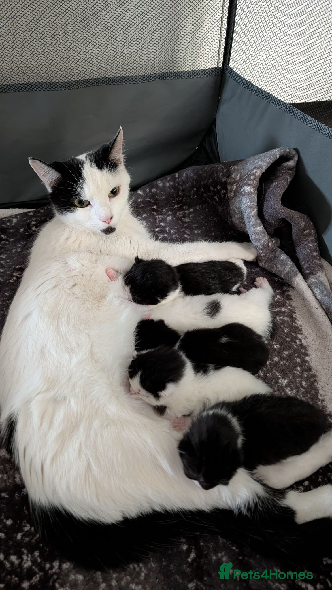 Domestic Shorthair cats Kittens - Advert 4