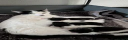 Domestic Shorthair cats for sale: Kittens - Advert 1