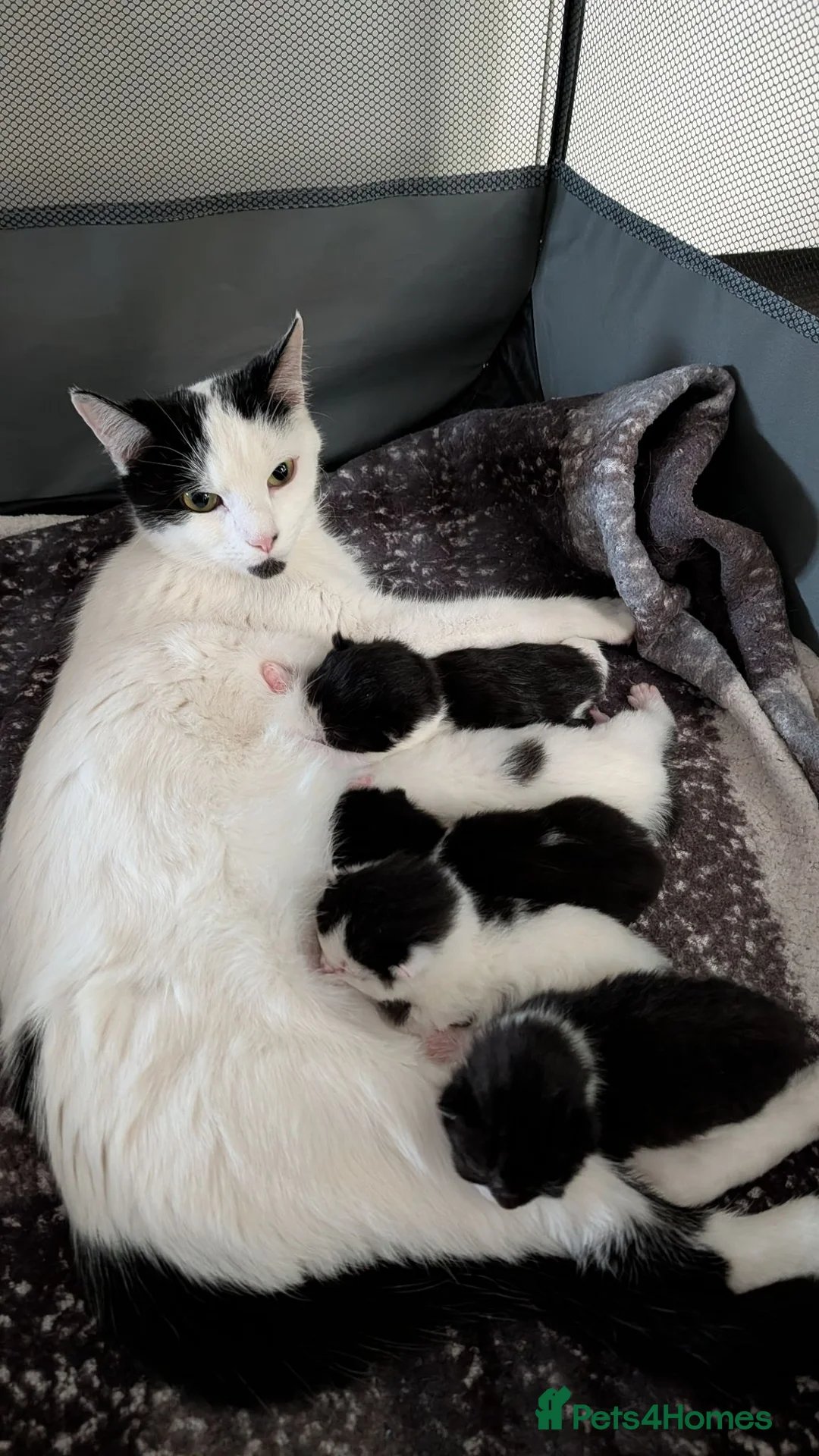 Domestic Shorthair cats for sale: Kittens - Advert 1