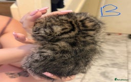 British Shorthair cats for sale: 5 kittens (3 female 2 male)  - Image 8