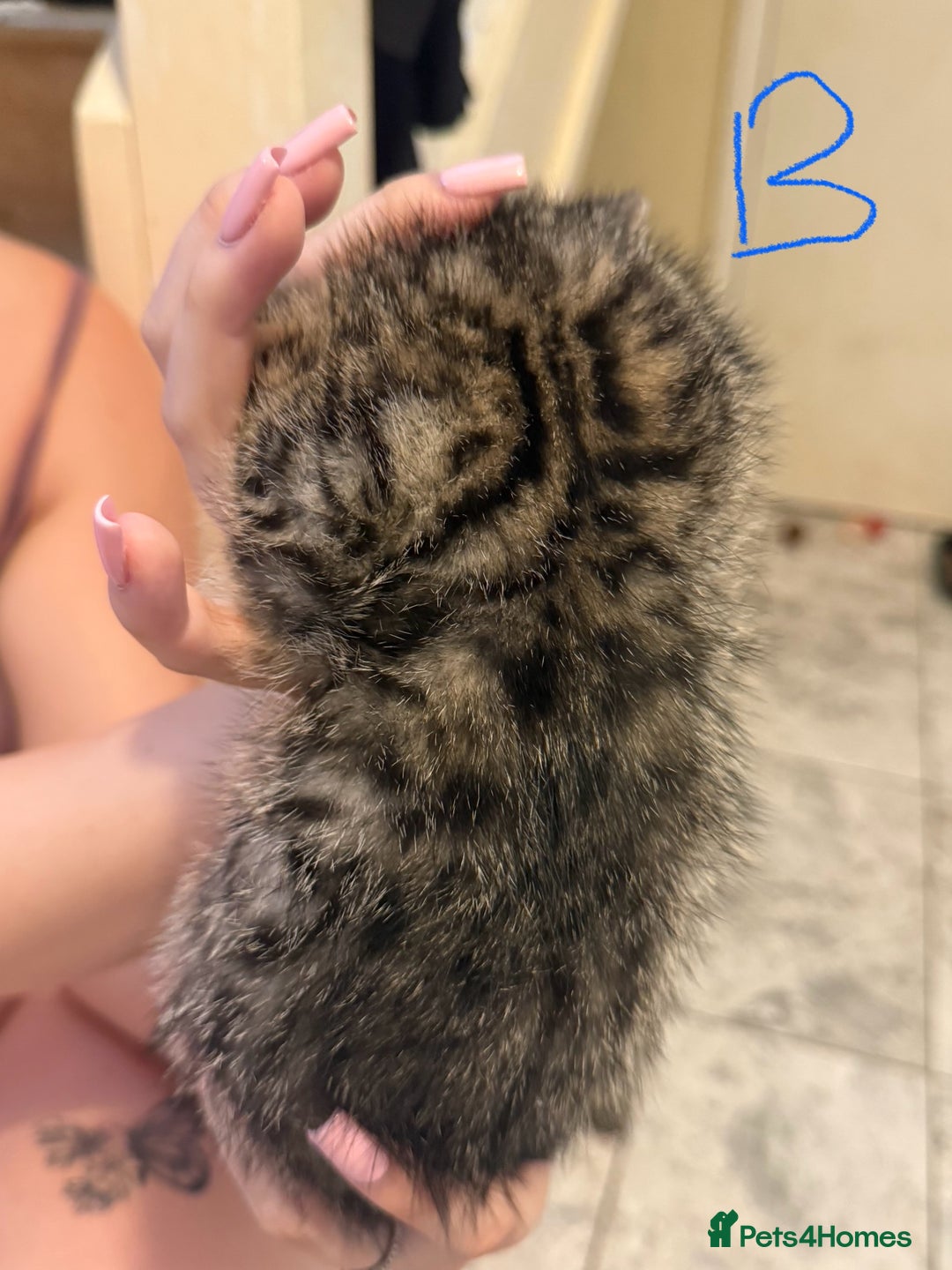 British Shorthair cats for sale: 5 kittens (3 female 2 male)  - Image 8