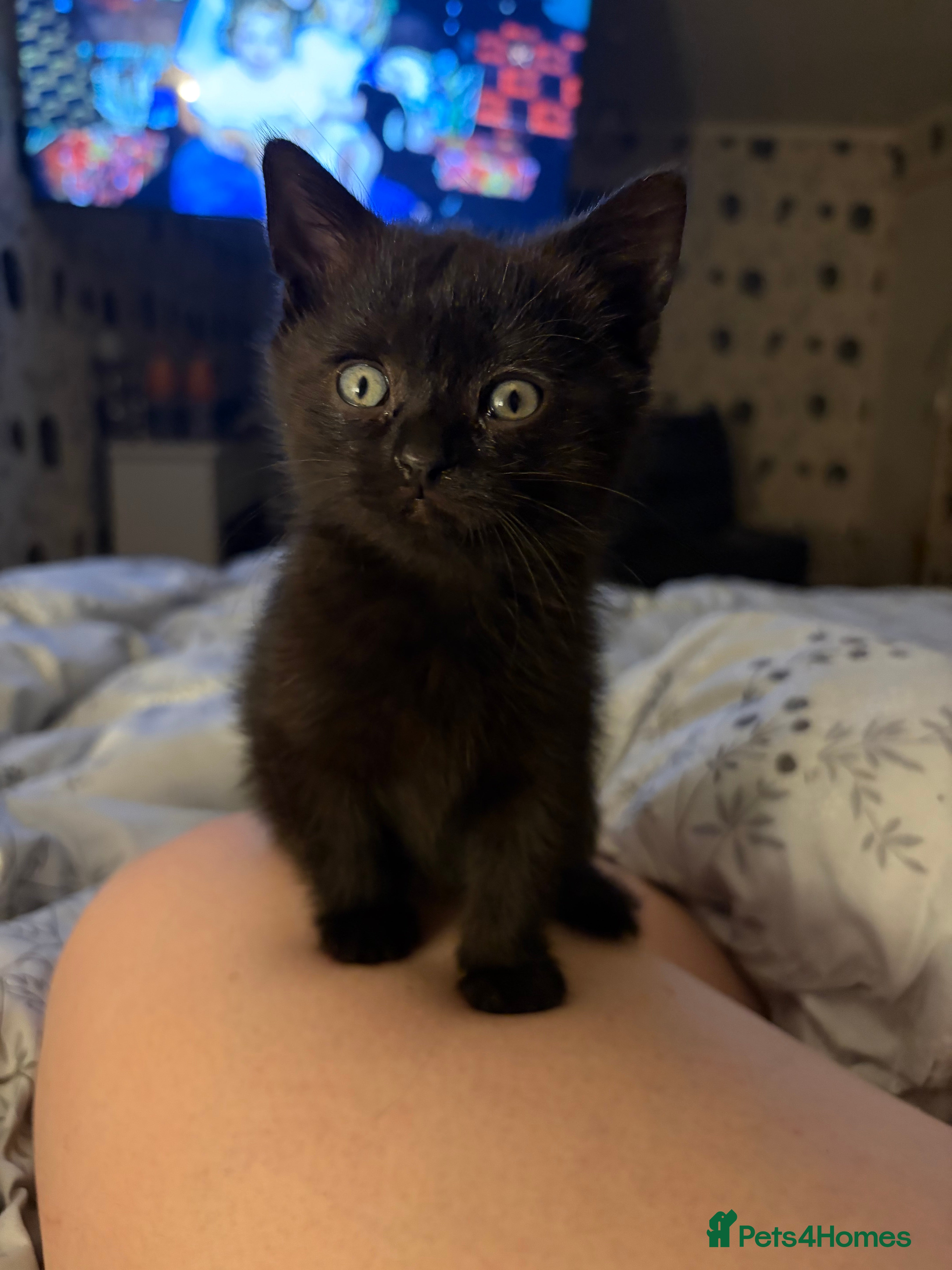 British Shorthair cats Beautiful BSH kittens last 2 reduced - Advert 5