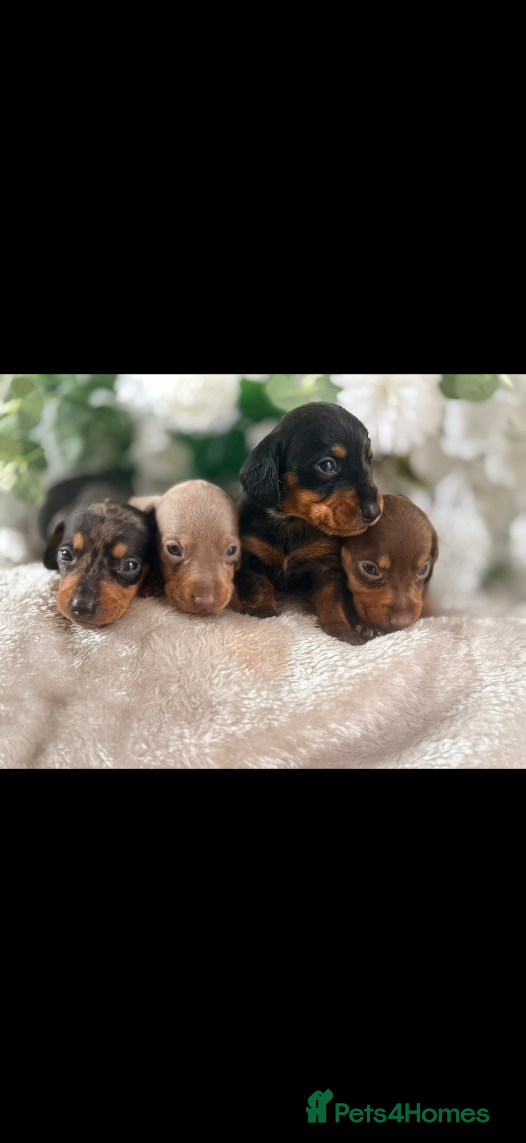 Dachshund dogs for sale: ⭐️LAST BOY AVAILABLE- Mini dachshunds pups⭐️ - Advert 17