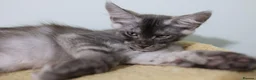 Maine Coon cats for sale: Maine Coons ready now - Advert 11