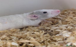 Rat rodents for sale: Fancy rat - Image 3