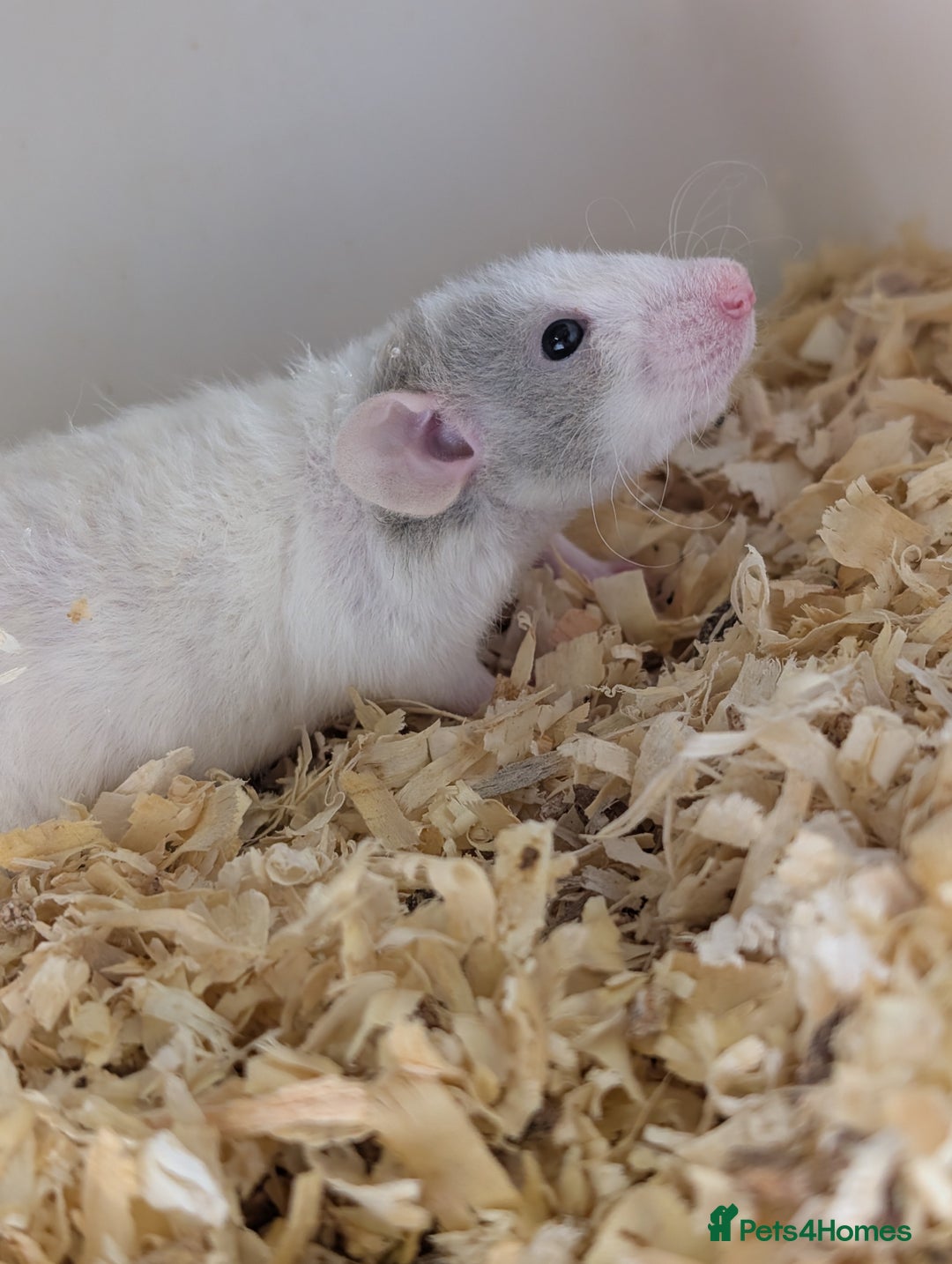 Rat rodents for sale: Fancy rat - Image 3