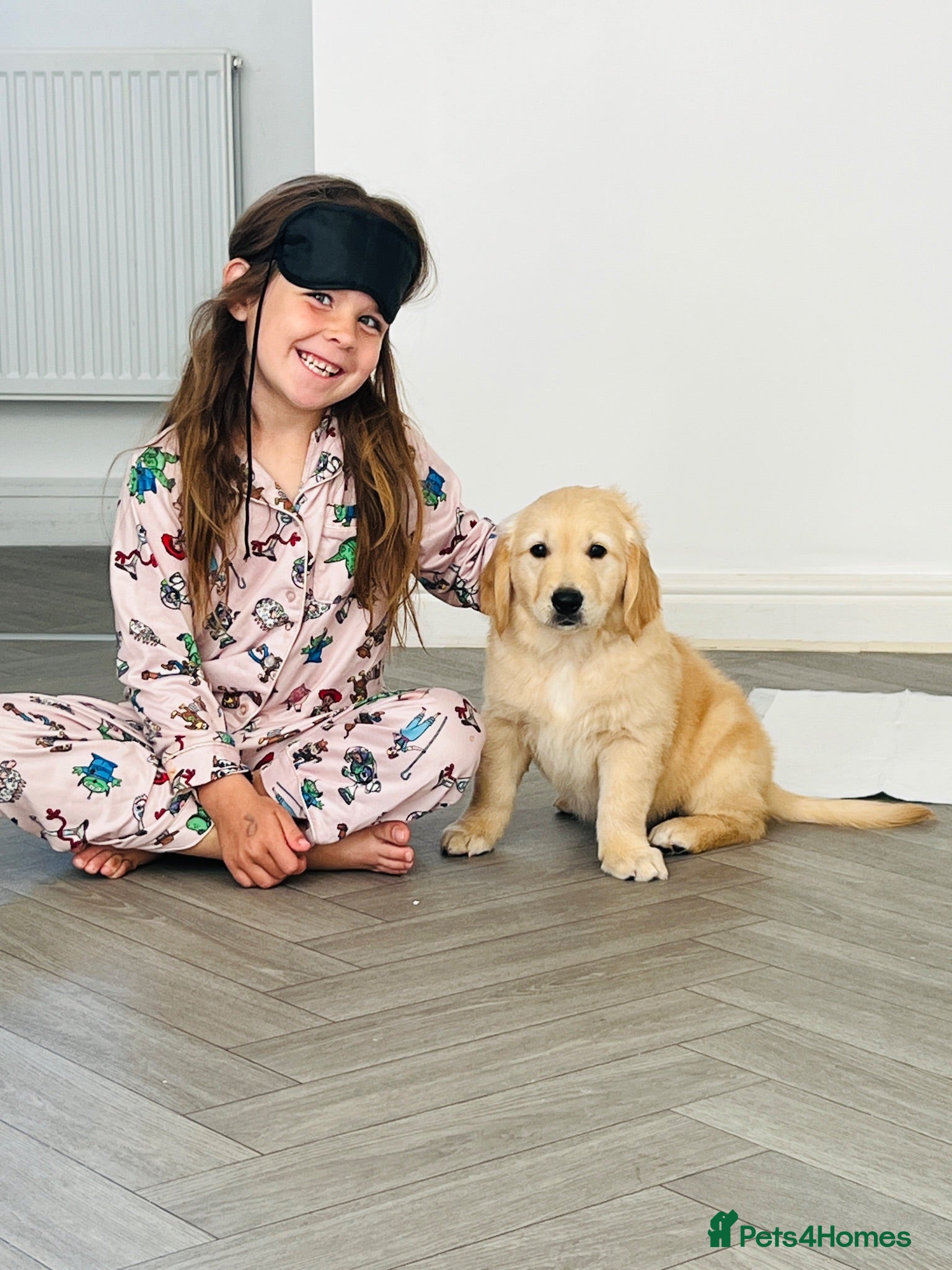 Golden Retriever dogs Ready now - Kc, extensively health tested   - Advert 3
