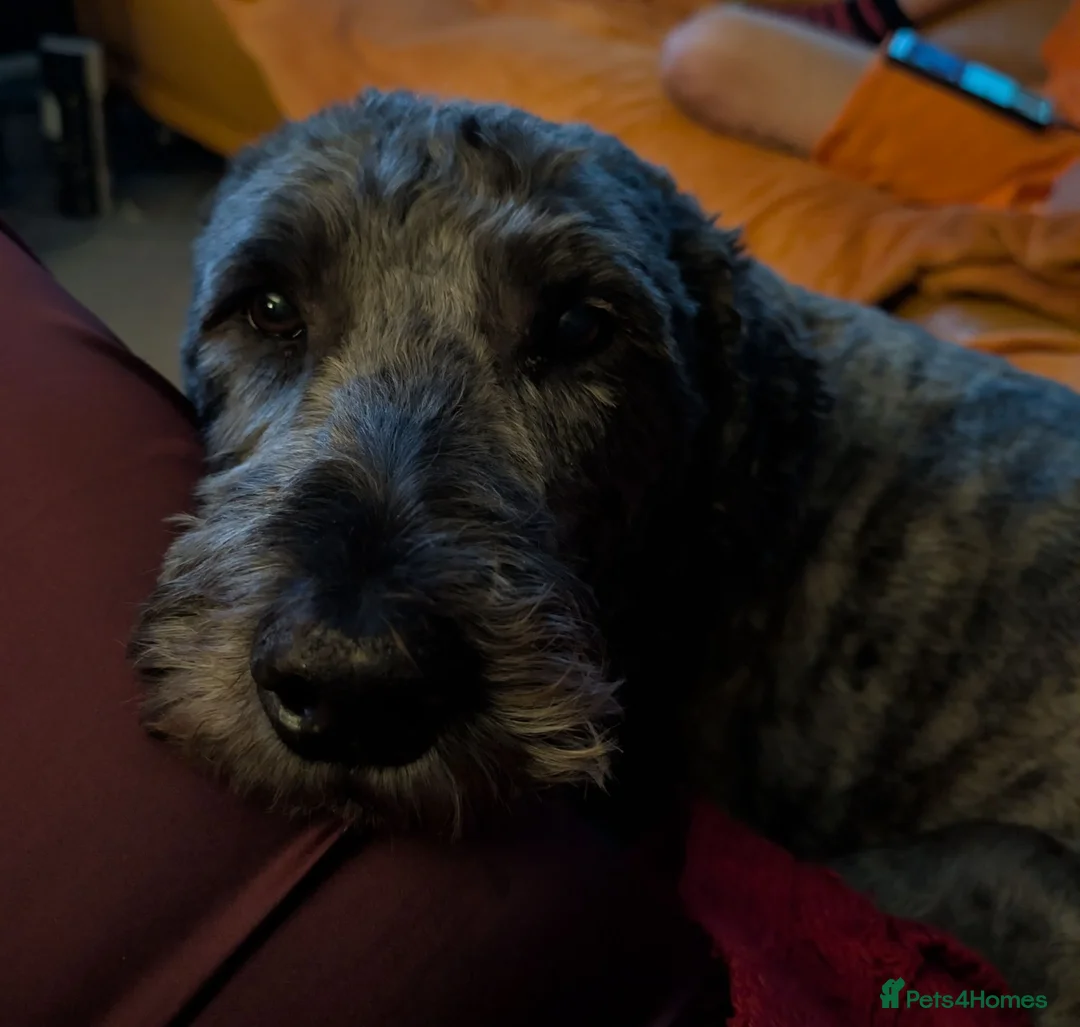 Mixed Breed dogs for sale: 8Yr Old Wheaten Terrier x Labradoodle in Chesterfield - Advert 2