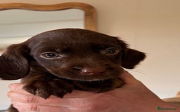 Cockerdor dogs for sale: Beautiful cockerdor puppies - Image 12