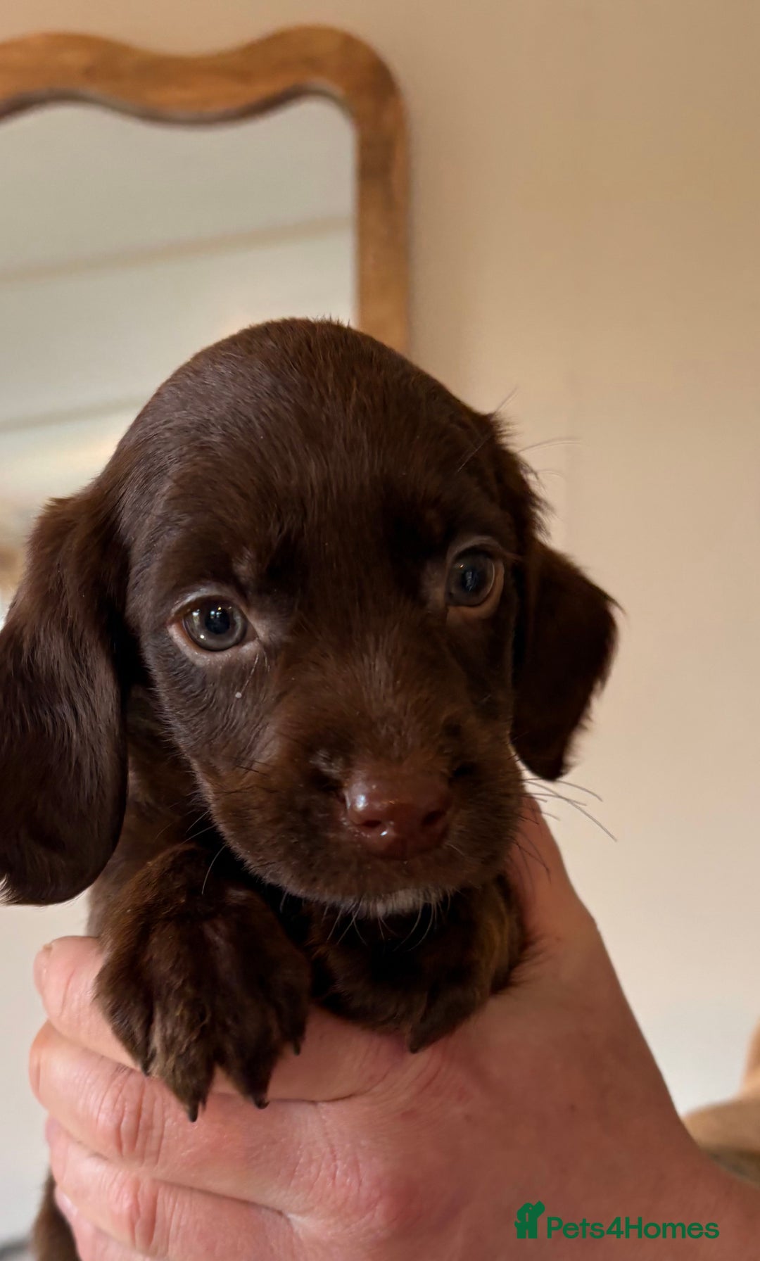 Cockerdor dogs for sale: Beautiful cockerdor puppies - Image 12