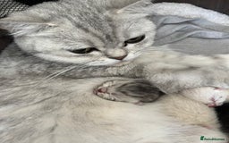 British Shorthair cats for sale: Stunning Silver Tabby Colourpoint BSH,GCCF ACTIVE - Image 8