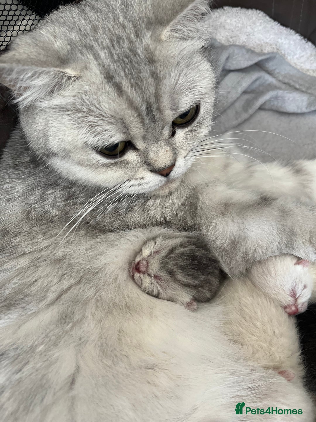 British Shorthair cats for sale: Stunning Silver Tabby Colourpoint BSH,GCCF ACTIVE - Image 8