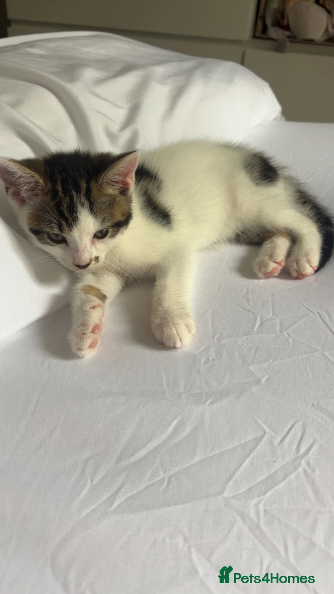 British Shorthair cats for sale: TWO MALE KITTENS LEFT - Advert 6