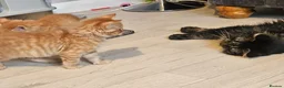 Mixed Breed cats for sale: 2 beautiful brothers  in Colchester - Advert 6