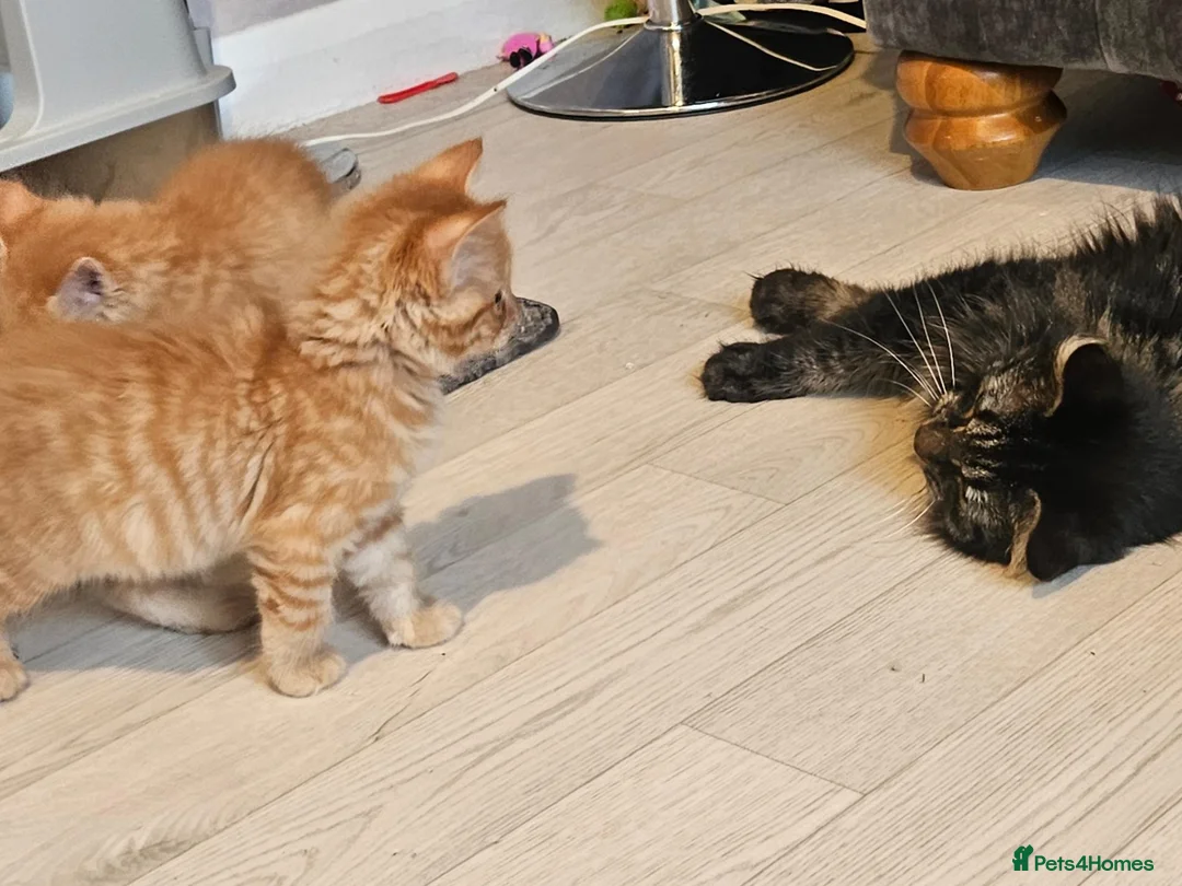 Mixed Breed cats for sale: 2 beautiful brothers  in Colchester - Advert 6