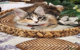 Maine Coon cats for sale: Maine coon Kittens Ready to go! 100% Pedigree   in Derby - Image 4