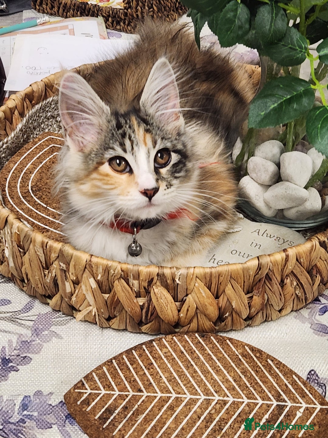 Maine Coon cats for sale: Maine coon Kittens Ready to go! 100% Pedigree   in Derby - Image 4