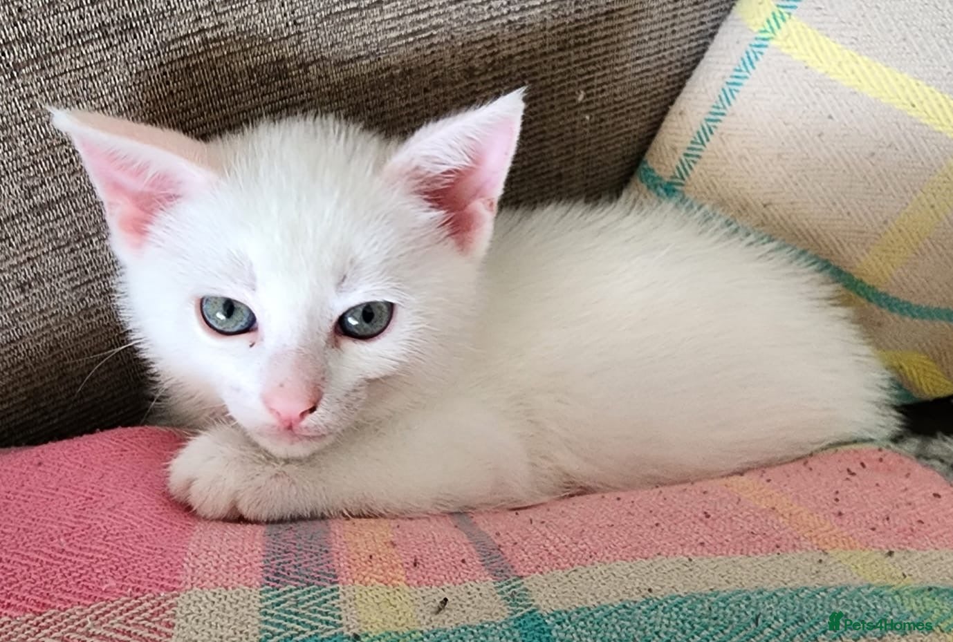 Mixed Breed cats for sale: Beautiful kittens, 1girl, 2 boys  - Advert 7