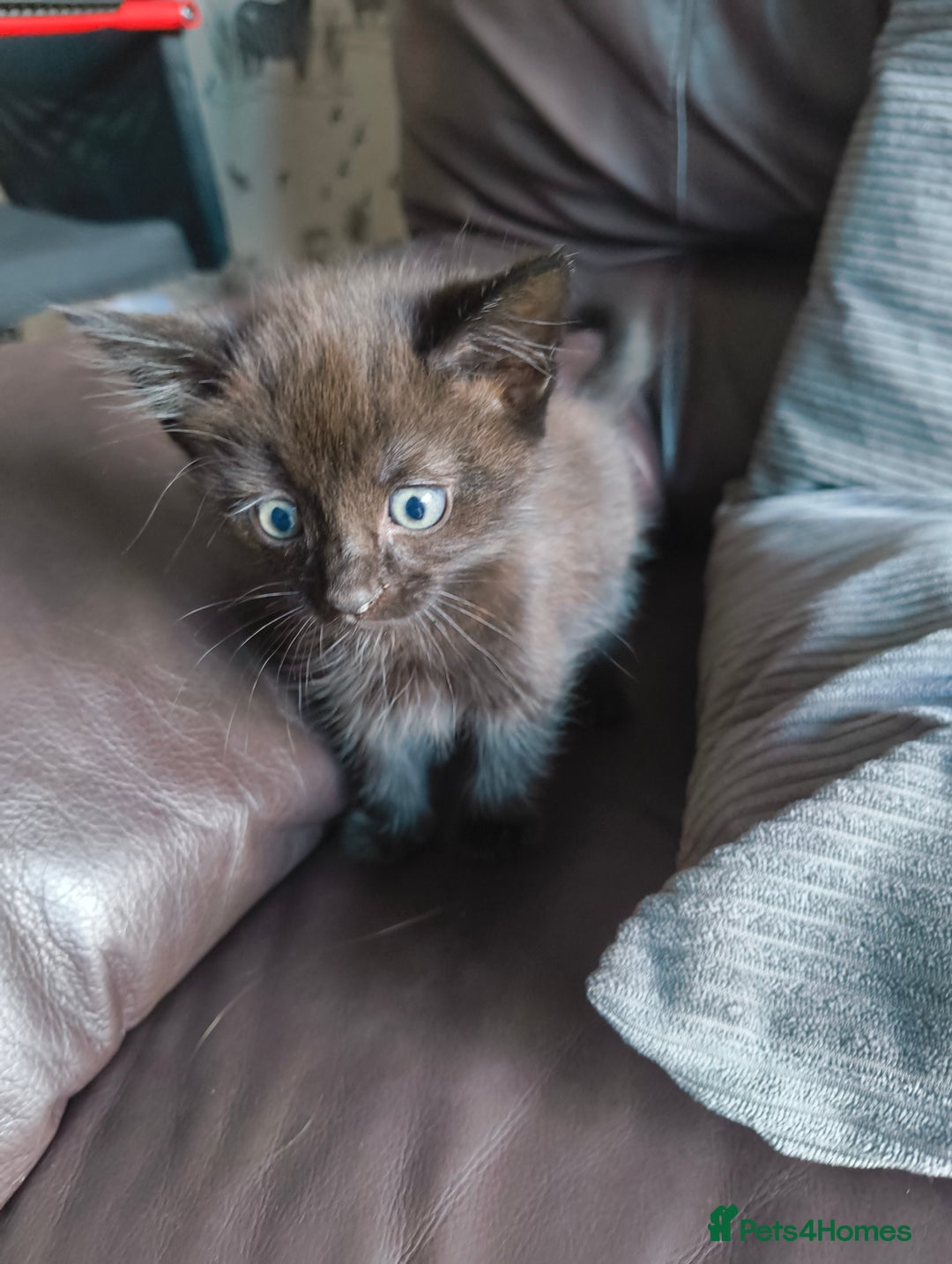 Mixed Breed cats for sale: I have 4 kittens  - Image 3