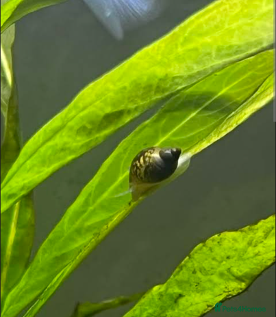Snails fish - Advert 4
