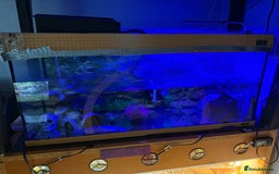 Axolotl reptiles for sale: 3 year old Axolotl with FULL SET UP  - Image 7
